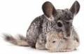How To Keep Your Chinchilla's Cage Safe And Clean - Information Resource